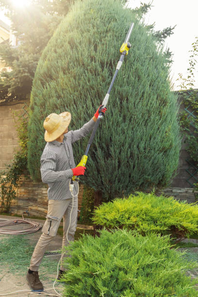 Reliable Springfield, VA Tree Service Solutions